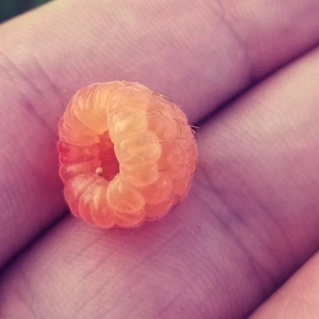 An orange raspberry blushing to reddish in some areas.