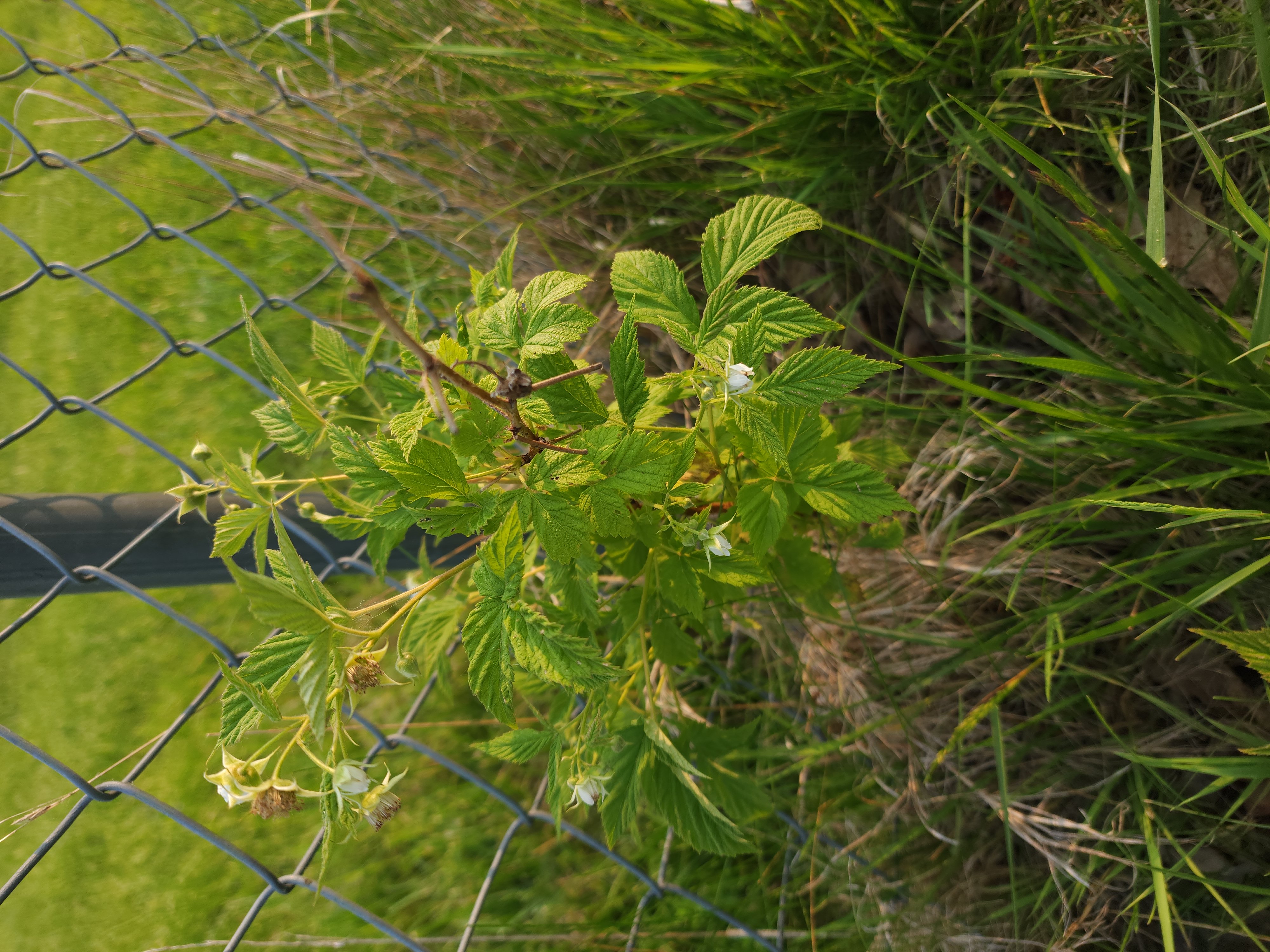 A smallish raspberry plant with several flowers.